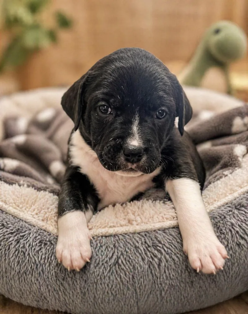 A baby medium-sized female Black Hound dog named Cera for adoption in Cranston, RI