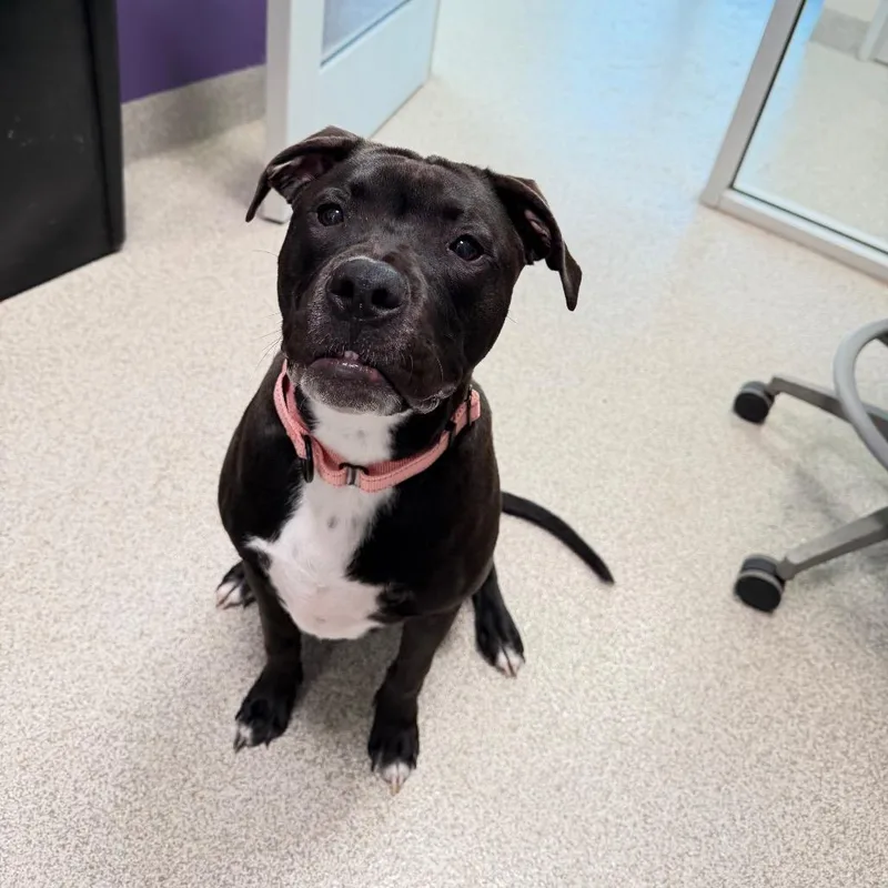 A young medium-sized male Black Mixed Breed dog named Snooper for adoption in Englewood, FL