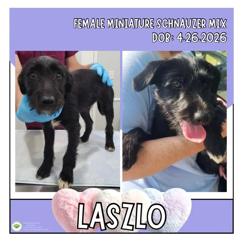 Laszlo thumbnail 5