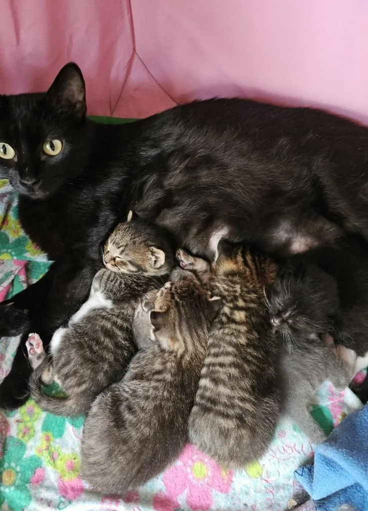 A young small-sized female Domestic Short Hair cat named Pansy for adoption in Urbandale, IA