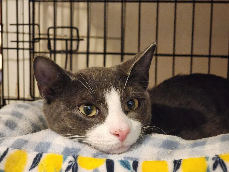 A baby small-sized male Gray & White Domestic Short Hair cat named Lyric for adoption in New York, NY