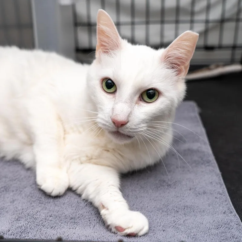A senior medium-sized female White Domestic Short Hair cat named Sabrina for adoption in New York, NY