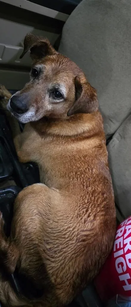 A young medium-sized male Mixed Breed dog named Timmy for adoption in Murray, KY