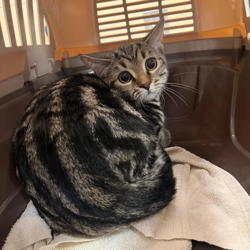 A baby small-sized female Gray / Blue / Silver Domestic Short Hair cat named "Pumpkin Spice Latte" for adoption in Perkiomenville, PA
