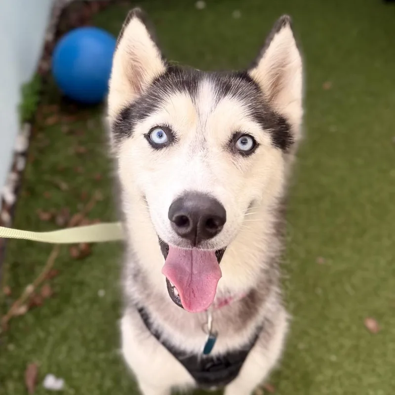 An adult medium-sized female White / Cream Husky dog named Ariel for adoption in Fort Lauderdale, FL