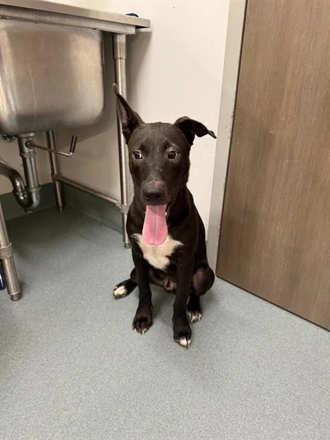 A young large-sized male Staffordshire Bull Terrier dog named Jojo for adoption in Baytown, TX