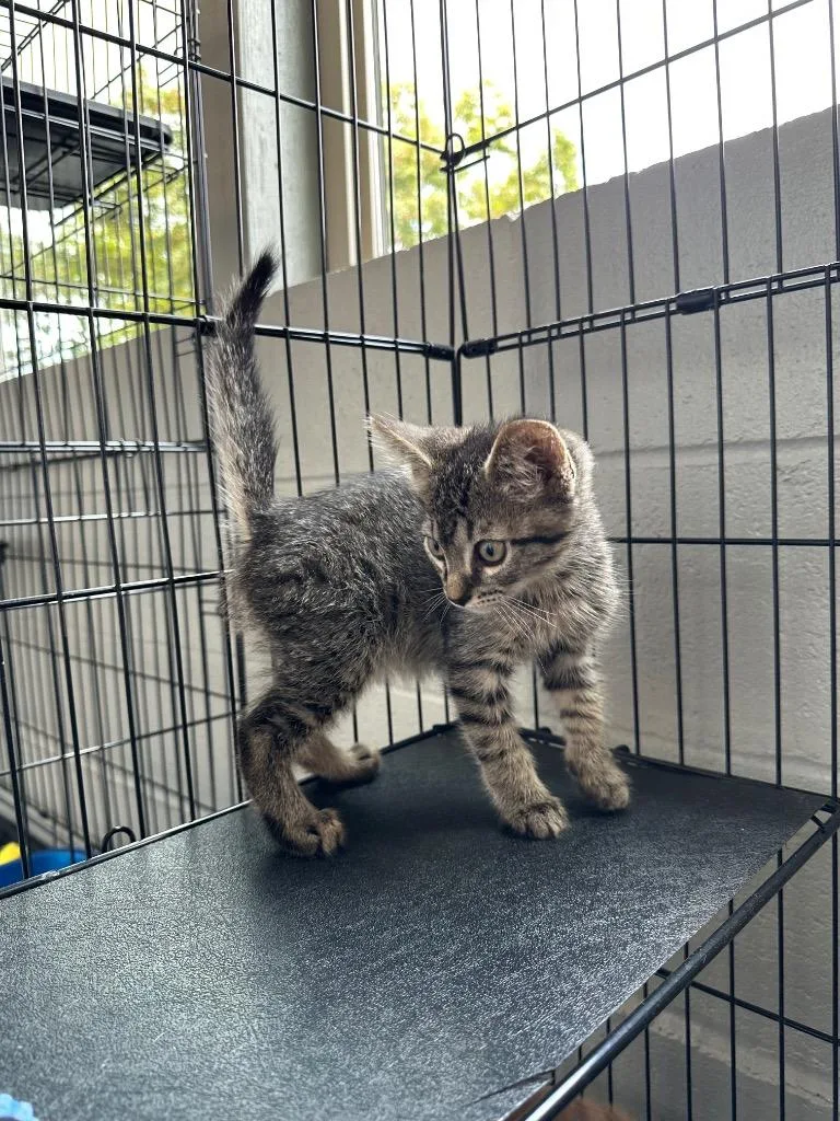 A baby medium-sized male Domestic Short Hair cat named Fritter for adoption in Newberg, OR