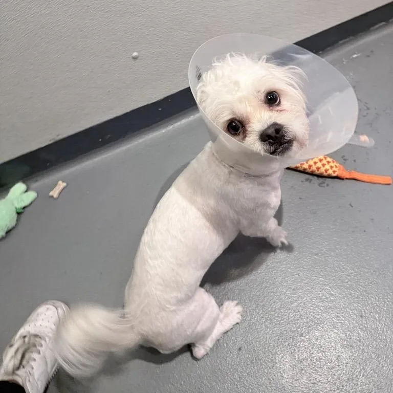 An adult small-sized male White / Cream Mixed Breed dog named Max for adoption in New York, NY