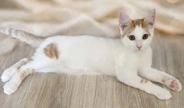 A baby medium-sized male White Domestic Short Hair cat named Rush for adoption in North Highlands, CA