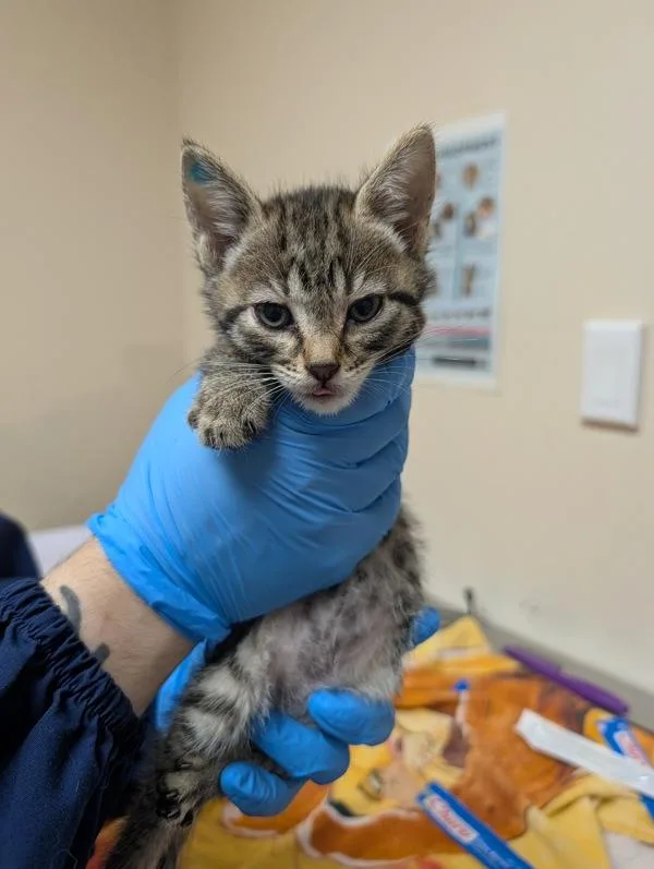 A baby small-sized male Domestic Short Hair cat named Mango for adoption in Sherwood, OR