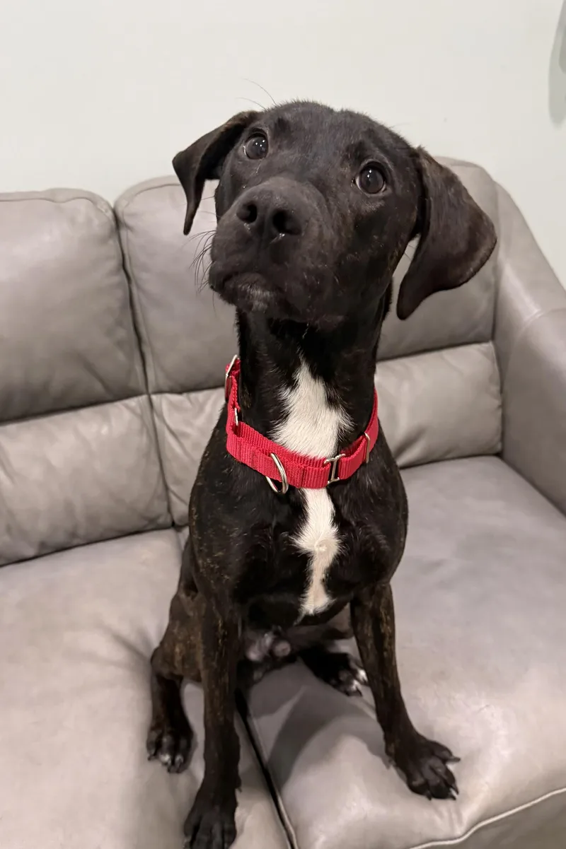 A young medium-sized male Mixed Breed dog named Myles for adoption in Sault Sainte Marie, MI