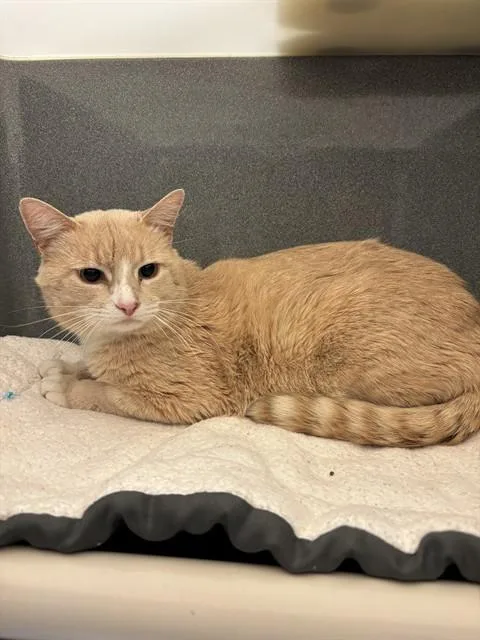 An adult medium-sized male Domestic Short Hair cat named Figaro for adoption in Forney, TX