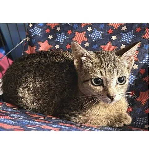 A baby medium-sized female Tabby cat named Gidget for adoption in Salt Lake City, UT