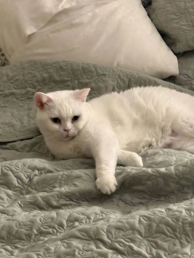 A young medium-sized female British Shorthair cat named Akca for adoption in Alexandria, VA