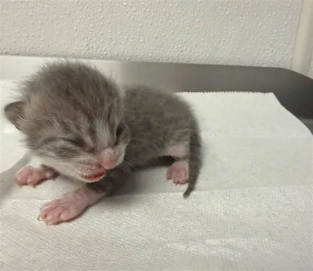 A baby small-sized male Domestic Short Hair cat named Pete for adoption in San Bernardino, CA