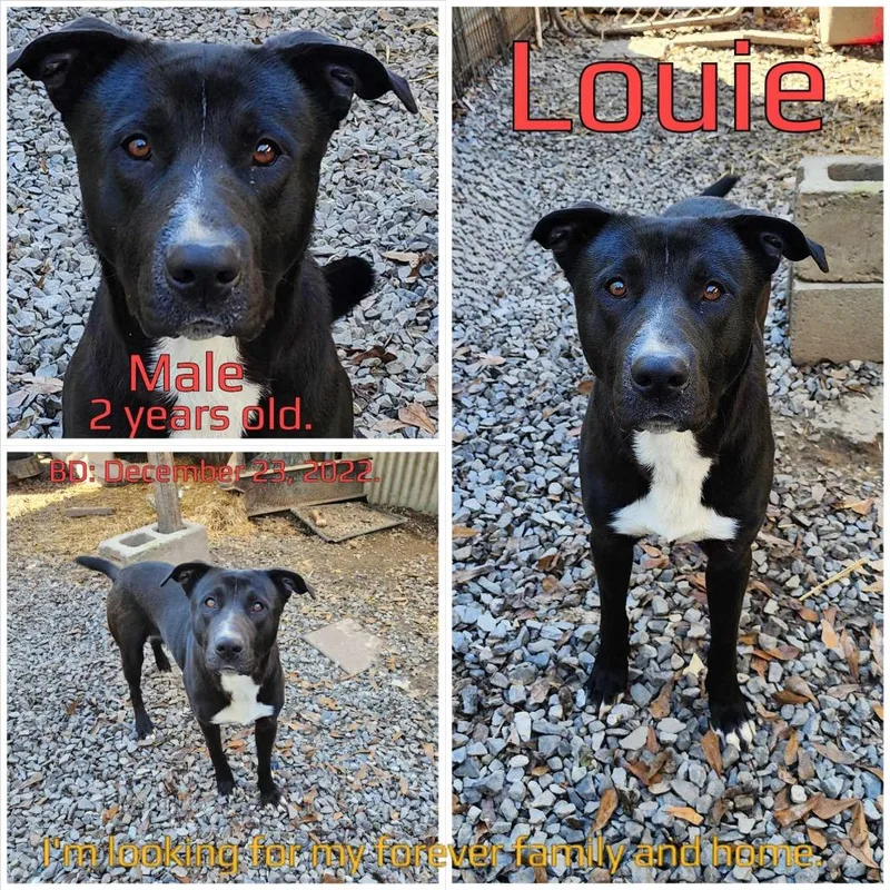 Louie thumbnail 2