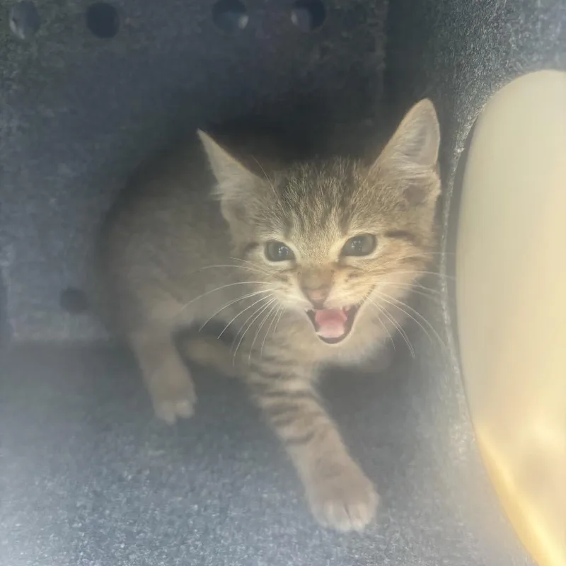 A baby small-sized female Gray / Blue / Silver Domestic Short Hair cat named Happy for adoption in Birmingham, AL