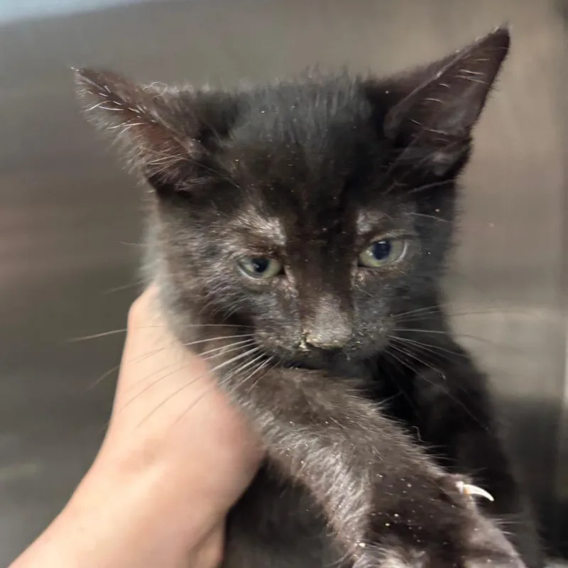 A baby small-sized female Black Domestic Short Hair cat named Starfire for adoption in Philadelphia, PA