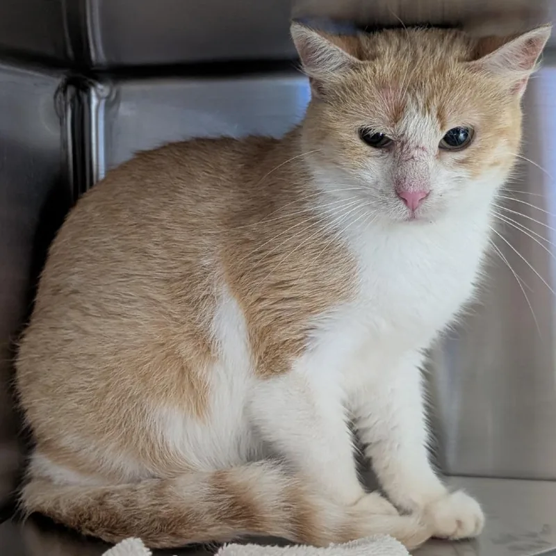 An adult medium-sized female Domestic Short Hair cat named Okarin for adoption in Brookfield, WI