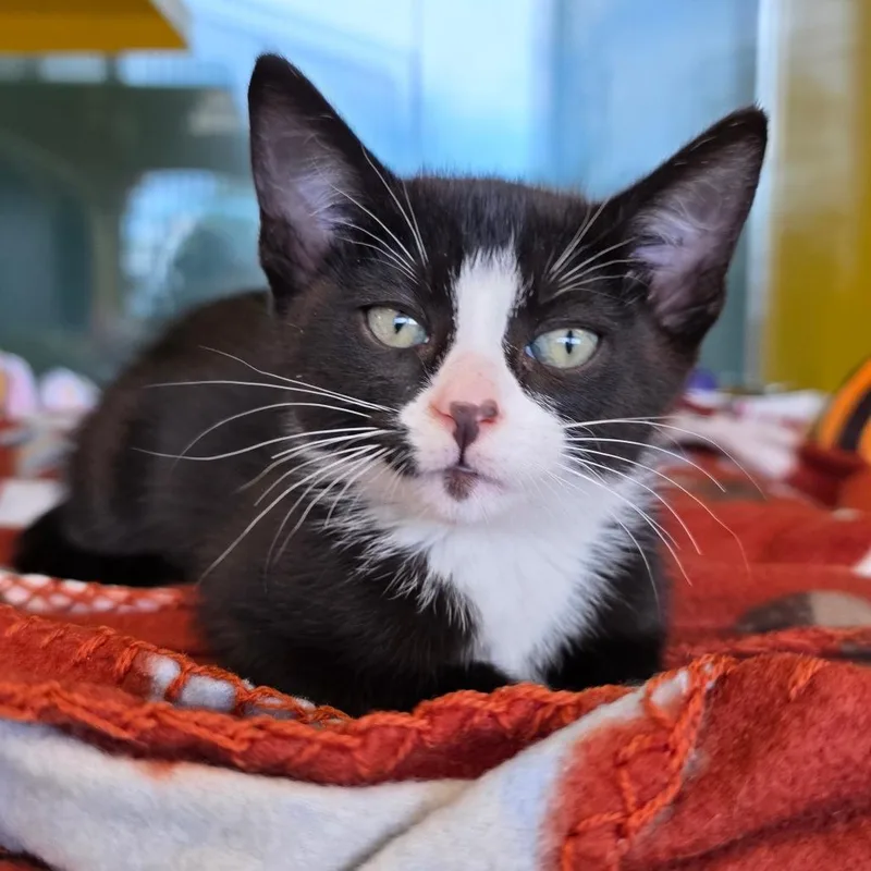 A baby small-sized male Black Domestic Medium Hair cat named Criss Cross for adoption in Abilene, TX