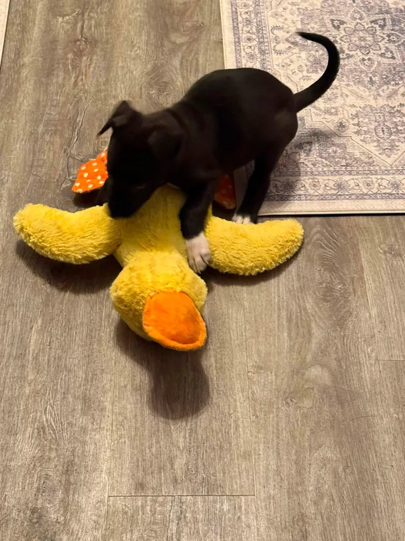 A baby medium-sized male Black Labrador Retriever dog named Chocolate for adoption in Oklahoma City, OK