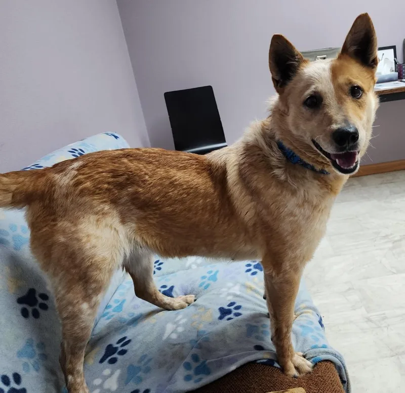 A young medium-sized female Australian Cattle Dog / Blue Heeler dog named Darla for adoption in Neillsville, WI