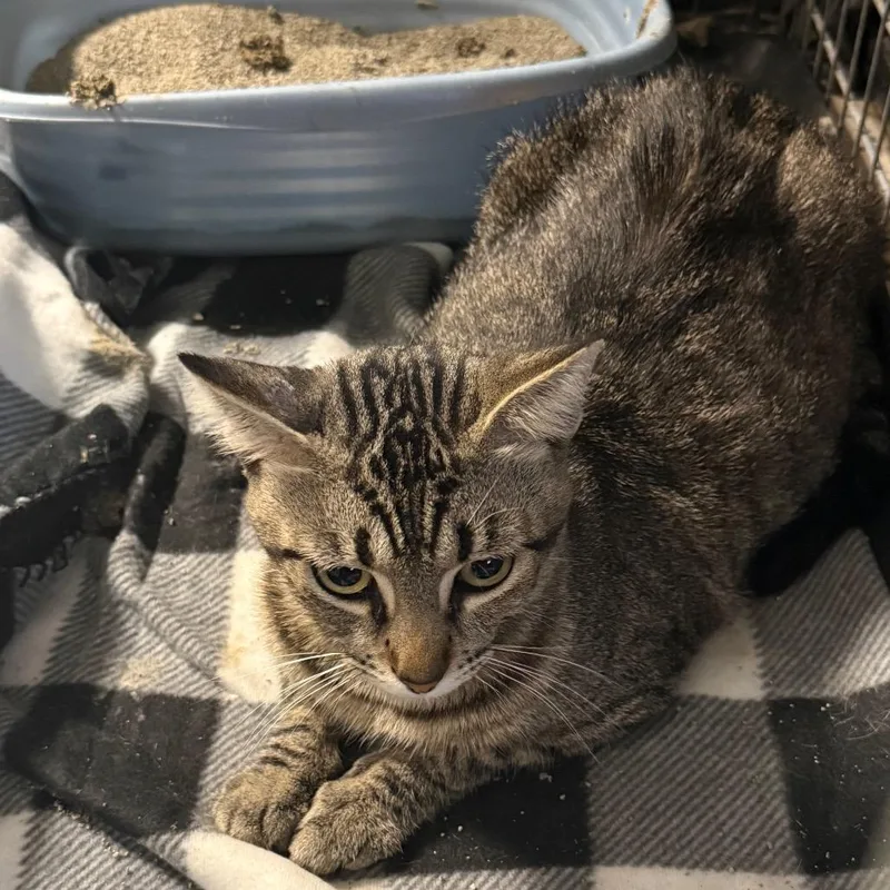 An adult small-sized male Brown / Chocolate Domestic Short Hair cat named Bertram C for adoption in Corsicana, TX