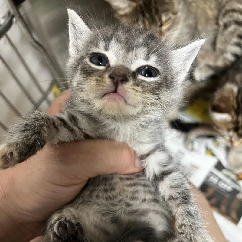 A baby small-sized female Gray / Blue / Silver Domestic Short Hair cat named Sabrina for adoption in Parrish, AL