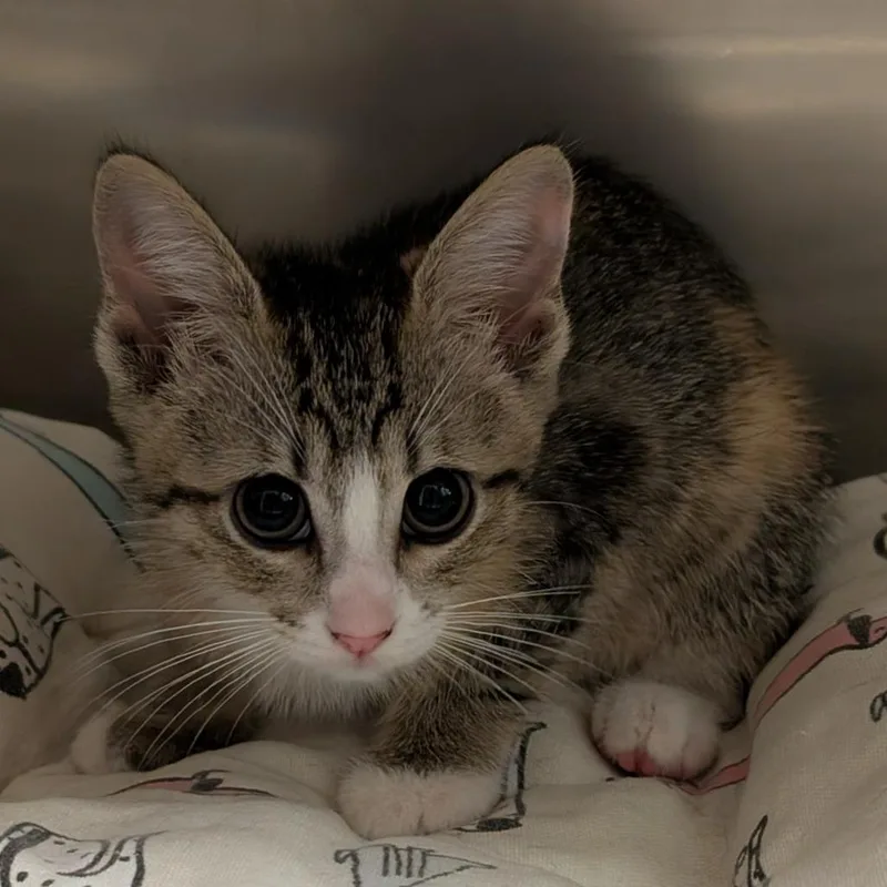 A baby small-sized female Brown / Chocolate Domestic Short Hair cat named Purrs For My Valentine for adoption in Titusville, FL