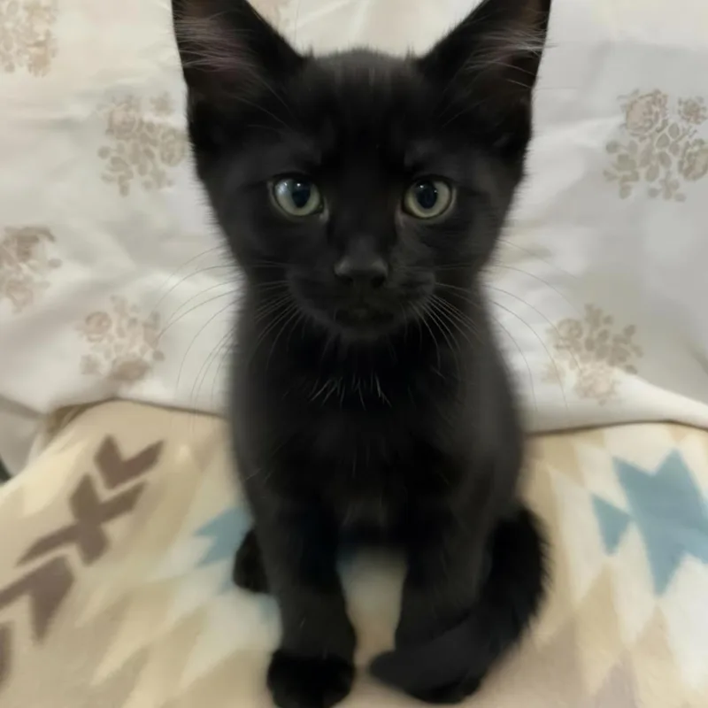 A baby medium-sized male Black Domestic Short Hair cat named Nate for adoption in Warr Acres, OK