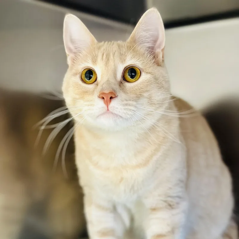 An adult medium-sized male Buff / Tan / Fawn Domestic Short Hair cat named Buffy for adoption in Manahawkin, NJ