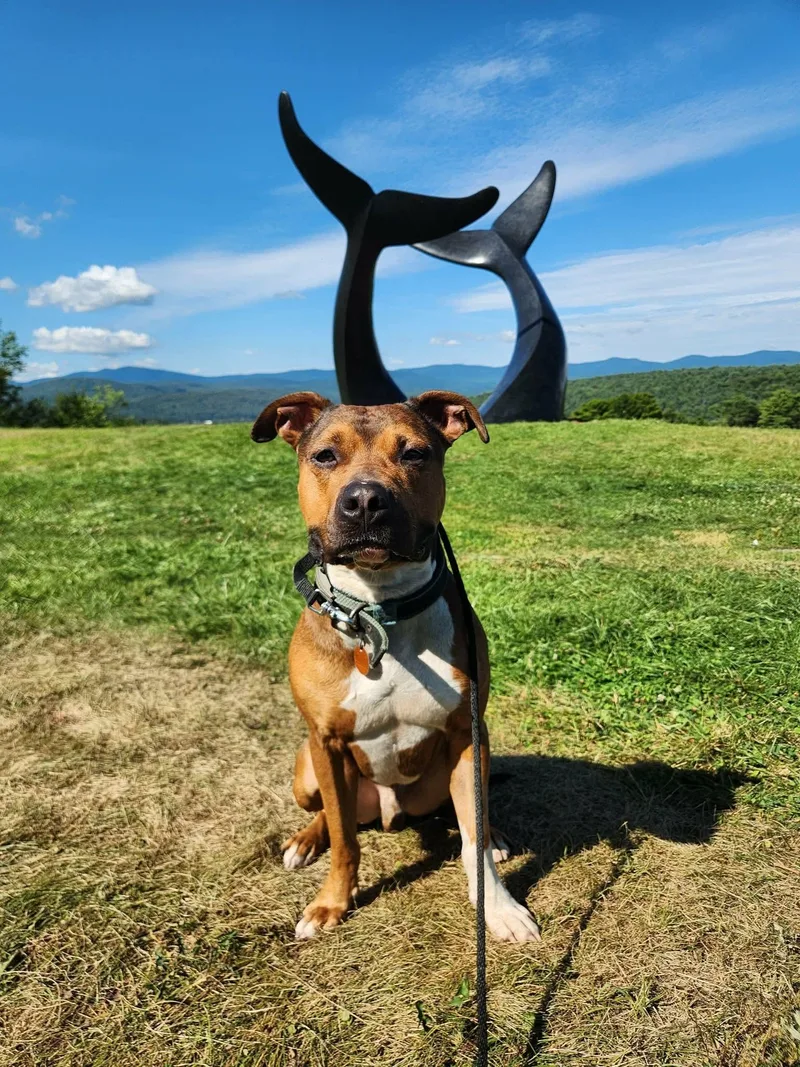 An adult medium-sized male Pit Bull Terrier dog named Dozer for adoption in Randolph Center, VT