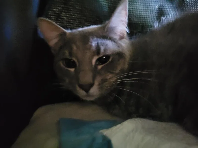 An adult small-sized female Gray / Blue / Silver Domestic Medium Hair cat named Peppermint for adoption in Lorain, OH