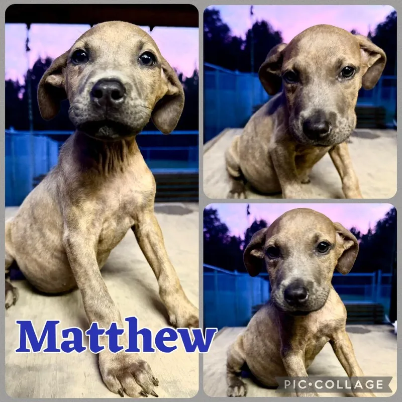 A baby small-sized male Brindle Pit Bull Terrier dog named Matthew for adoption in Opelika, AL