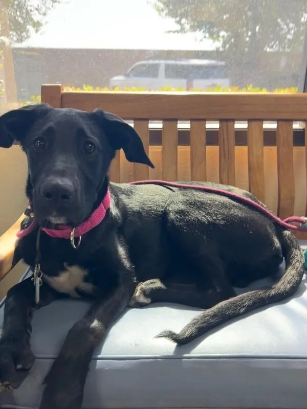 A young large-sized female Black Great Dane dog named Shadow for adoption in Manhattan Beach, CA