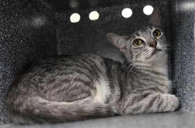 A young medium-sized female Domestic Short Hair cat named Nermal for adoption in Dallas, TX