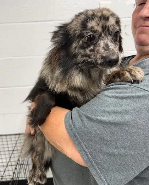 A young small-sized female Pomeranian dog named Ella Langley for adoption in Thompson Falls, MT