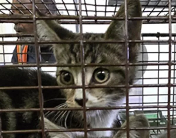 A baby small-sized male Domestic Short Hair cat named Roo for adoption in Los Angeles, CA