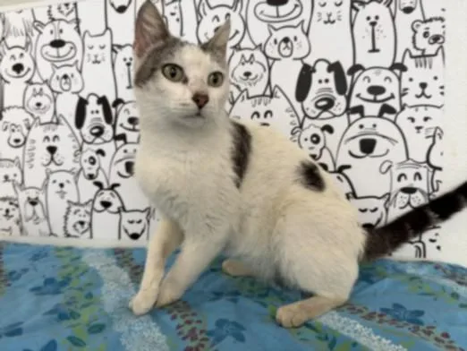 A young small-sized female Domestic Short Hair cat named A for adoption in San Pedro, CA