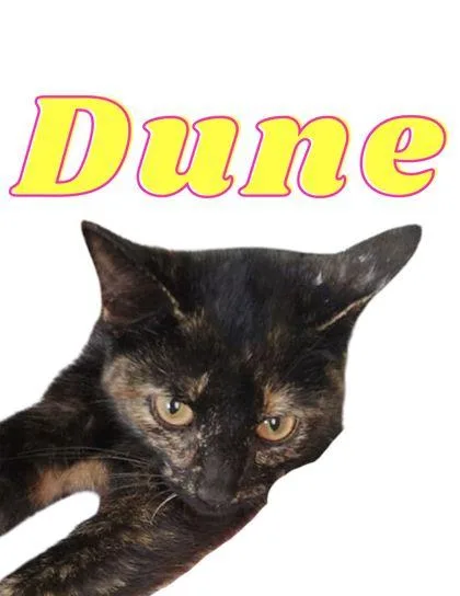 A young small-sized female Domestic Short Hair cat named Dune for adoption in Columbus, IN