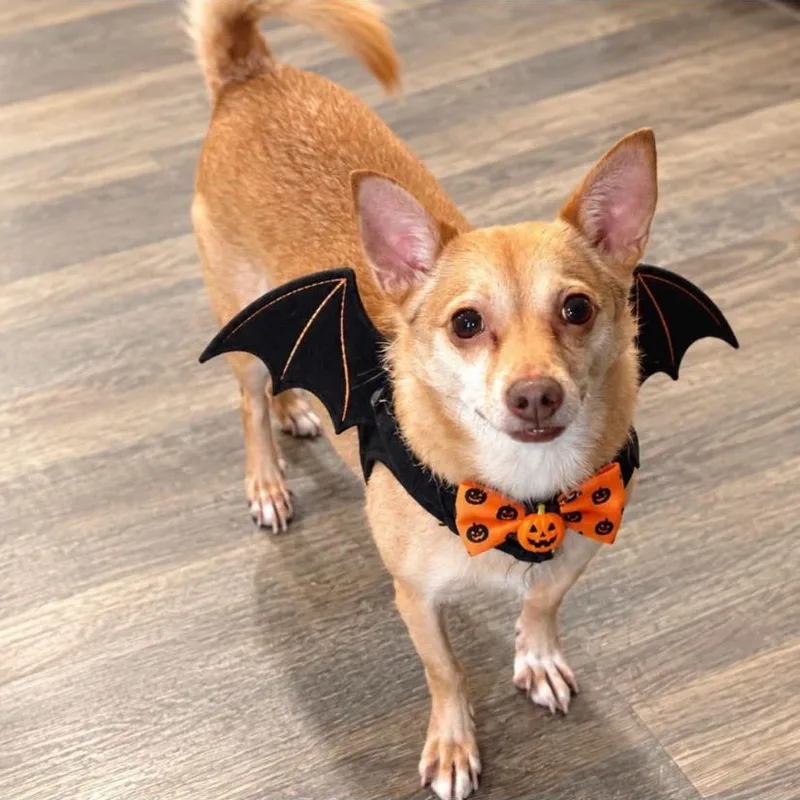 A senior small-sized male Chihuahua dog named Smiles for adoption in Philadelphia, PA
