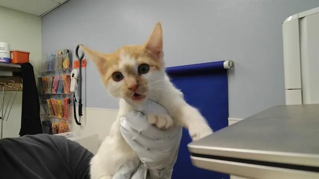 A baby small-sized female Domestic Short Hair cat named Nikki for adoption in Albuquerque, NM