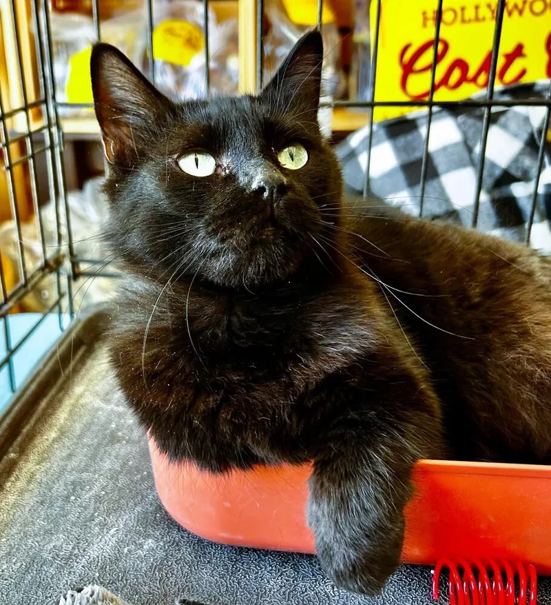 A young medium-sized female Black Domestic Medium Hair cat named Felicia for adoption in Mooresville, NC