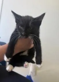 Sour Kangaroo thumbnail 2