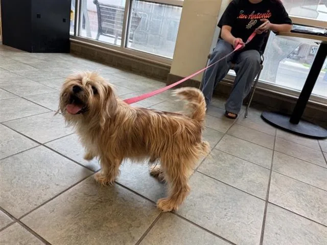 An adult small-sized male Shih Tzu dog named Champ for adoption in San Antonio, TX