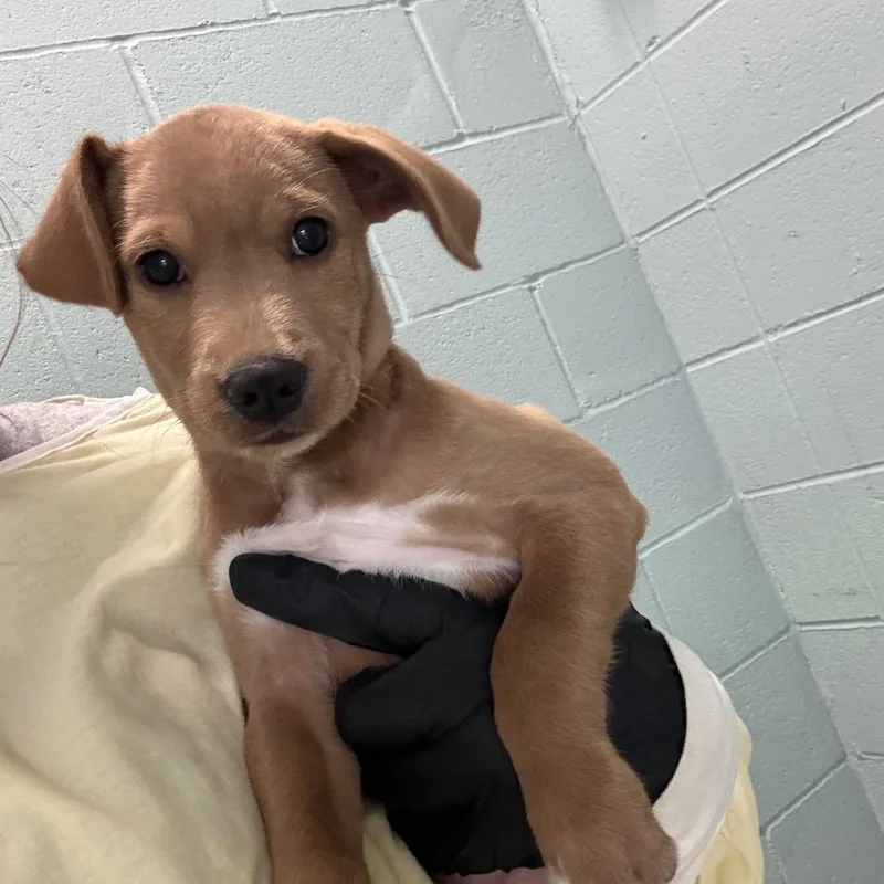 A baby small-sized male Yellow / Tan / Blond / Fawn Mixed Breed dog named Todd for adoption in LOXAHATCHEE, FL