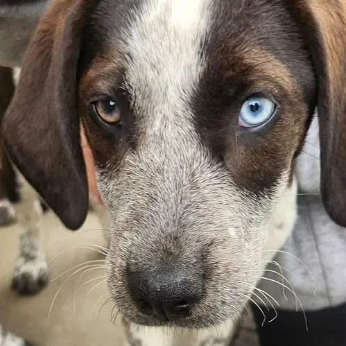 A baby small-sized female Brown / Chocolate Mixed Breed dog named Vinyl for adoption in Charlottesville, VA
