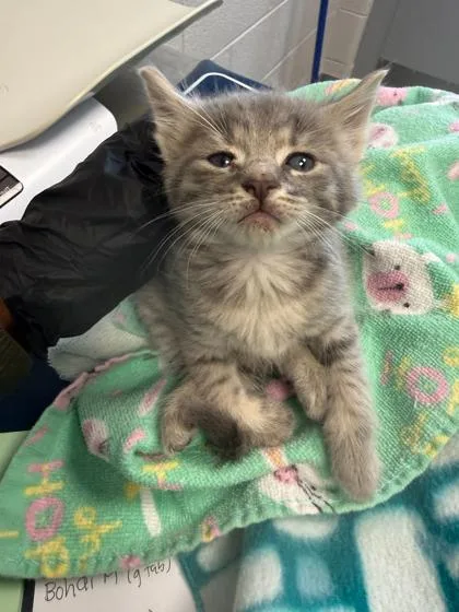 A baby small-sized male Domestic Short Hair cat named Bodhi for adoption in Sevierville, TN