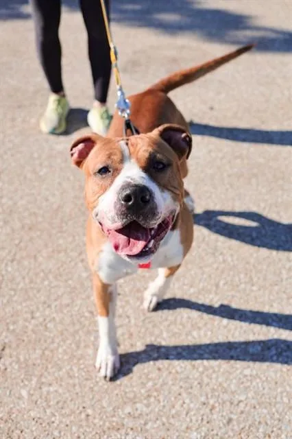 A young medium-sized male Mixed Breed dog named Jack for adoption in Dallas, TX