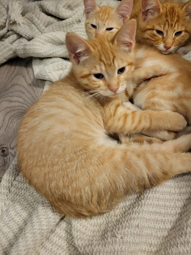 A baby medium-sized male Tabby (Orange / Red) Domestic Short Hair cat named Nachos for adoption in Keller, TX